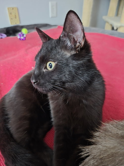 Leonard, an adoptable Domestic Short Hair in Orlando , FL