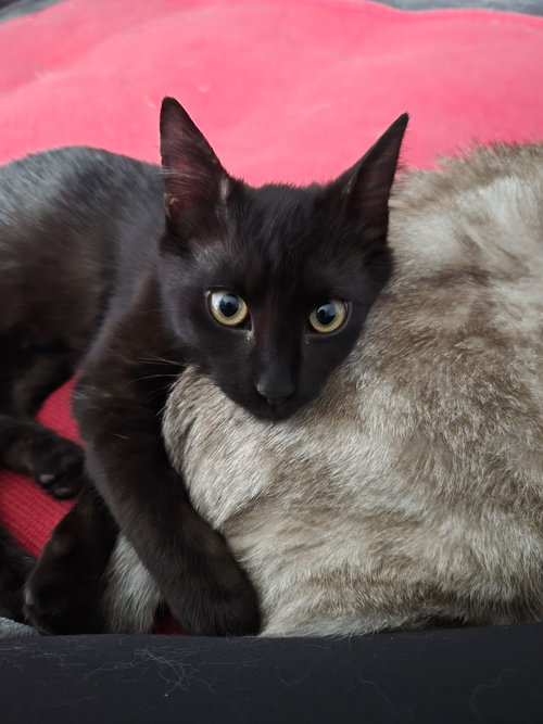 Leonard, Young Domestic Short Hair (short coat), cat for adoption in St. Cloud, Florida