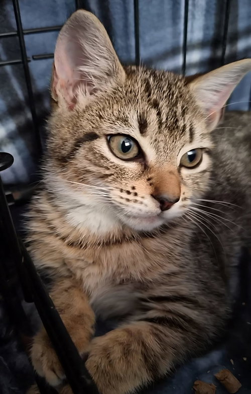 Jasmine, an adoptable Domestic Short Hair in Orlando , FL