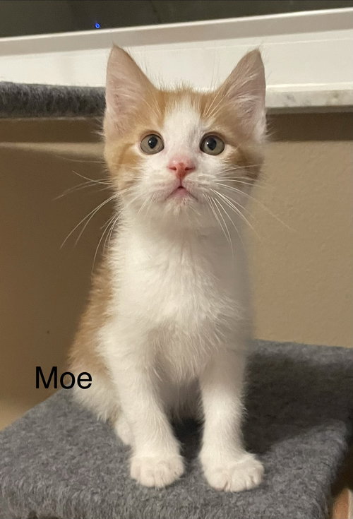 Moe, an adoptable Tabby in Orlando , FL