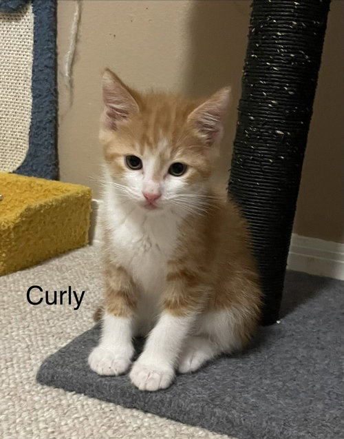 Curly, an adoptable Tabby in Orlando , FL