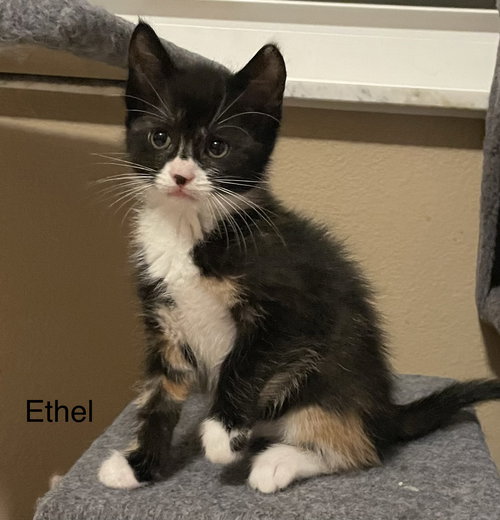 Ethel, an adoptable Tortoiseshell in Orlando , FL
