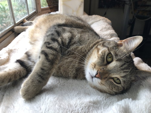 Snapdragon, Adult Domestic Short Hair / Mixed (short coat), cat for adoption in Port Orange, Florida