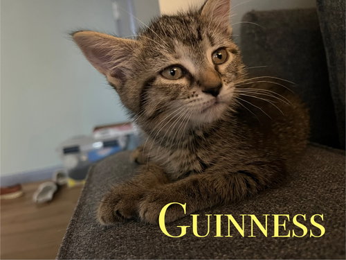 Guinness, Young Domestic Short Hair / Mixed (short coat), cat for adoption in Port Orange, Florida