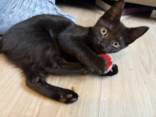 Sprout, Young American Shorthair / Mixed (short coat), cat for adoption in Port Orange, Florida