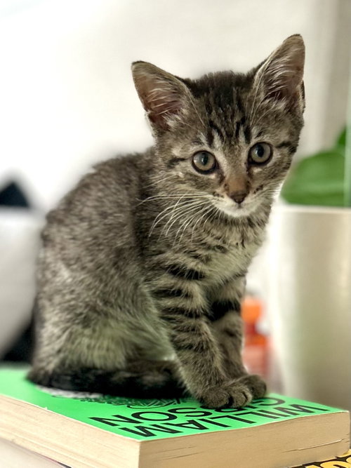 Polar Bear, an adoptable Domestic Short Hair in Orlando , FL