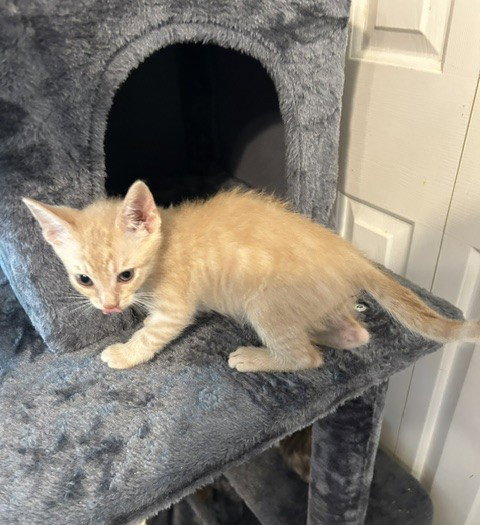 Will, Baby Domestic Short Hair / Mixed (short coat), cat for adoption in Altamonte Springs, Florida