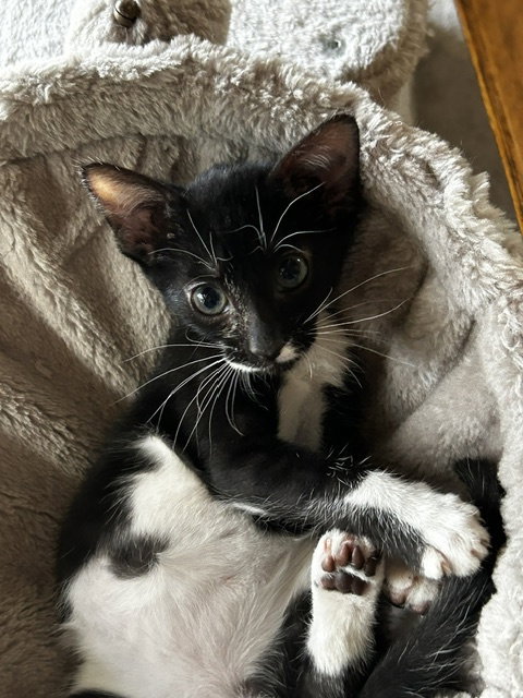 Minnie, an adoptable Tuxedo in Orlando , FL