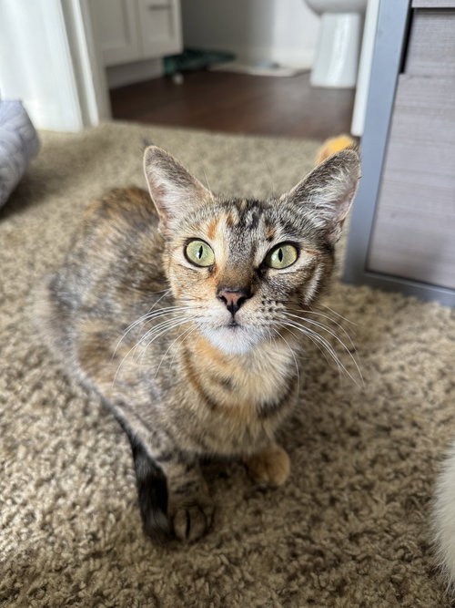 April, an adoptable Tabby in Orlando , FL