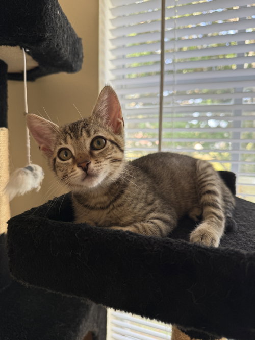Priscilla