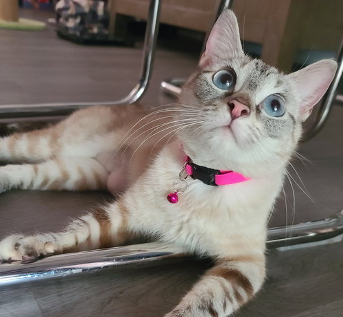 Lucille, an adoptable Siamese in Orlando , FL