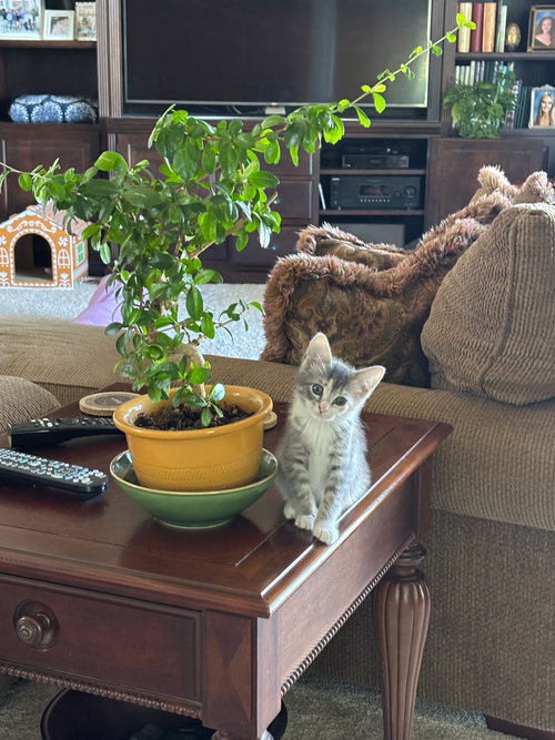 Glameow, Baby Domestic Short Hair (short coat), cat for adoption in Altamonte Springs, Florida