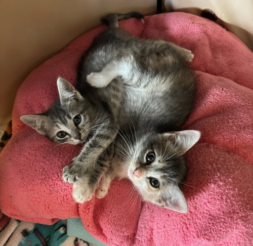 Litten, Baby Domestic Short Hair (short coat), cat for adoption in Altamonte Springs, Florida