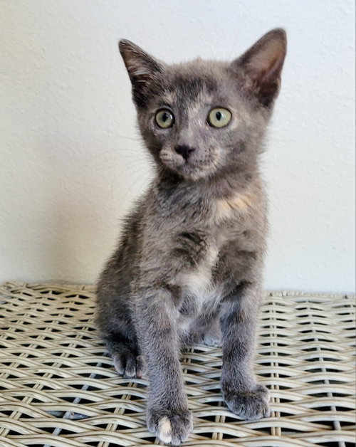 Pepper, an adoptable Domestic Short Hair in Orlando , FL