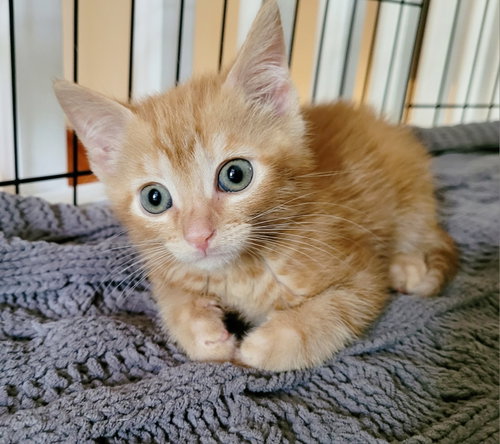 Hubert, an adoptable Domestic Short Hair in Orlando , FL