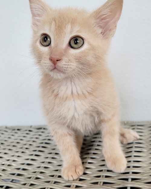 Leopold, an adoptable Domestic Short Hair in Orlando , FL