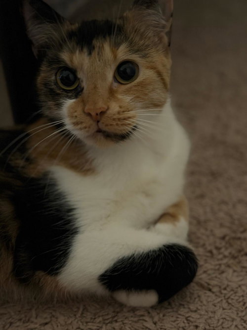 Thea, an adoptable Calico in Orlando , FL
