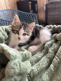 Pesto, an adoptable Domestic Short Hair in Orlando , FL