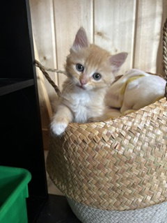Pineapple, an adoptable Tabby in Orlando , FL