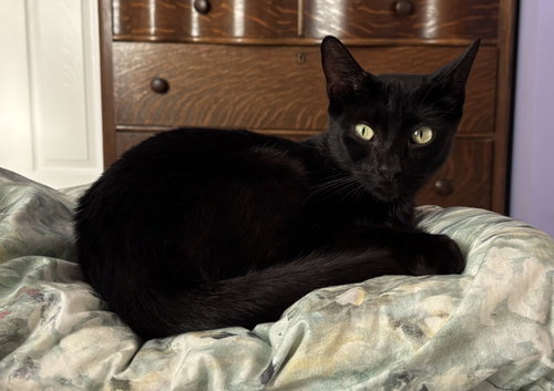 Ink, Adult Bombay / Mixed (short coat), cat for adoption in Orlando , Florida
