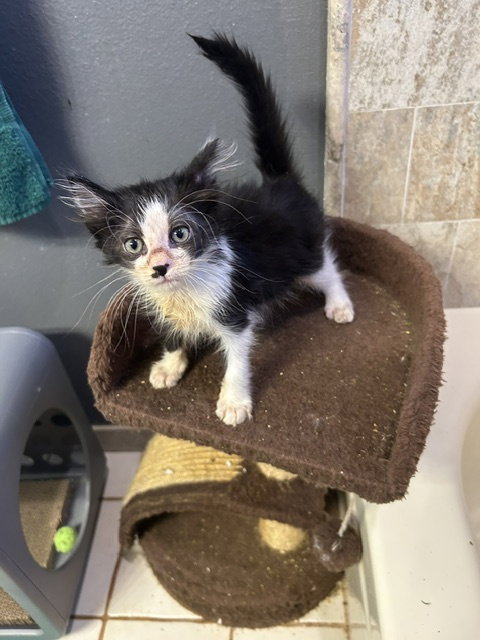 Buster, Baby Domestic Medium Hair / Mixed (medium coat), cat for adoption in Orlando , Florida