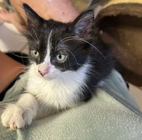 Charlie, Baby Domestic Medium Hair / Mixed (medium coat), cat for adoption in Orlando , Florida
