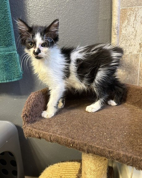 Liz, Baby Domestic Medium Hair / Mixed (medium coat), cat for adoption in Orlando , Florida