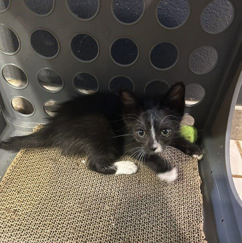 Ingrid, Baby Domestic Medium Hair / Mixed (medium coat), cat for adoption in Orlando , Florida