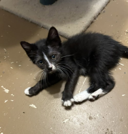 Ingrid, an adoptable Domestic Medium Hair in Orlando , FL