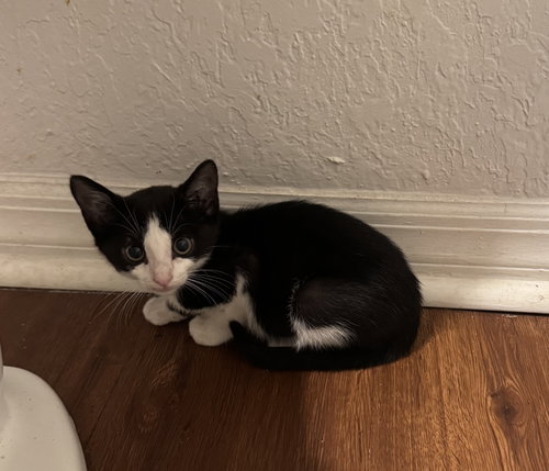 Odin, an adoptable Tuxedo in Orlando , FL