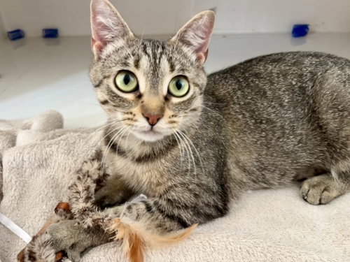 Princess, Young Domestic Short Hair (short coat), cat for adoption in Orlando , Florida