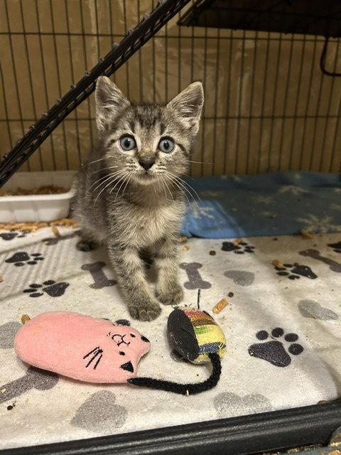 Mitch, an adoptable Tabby in Orlando , FL