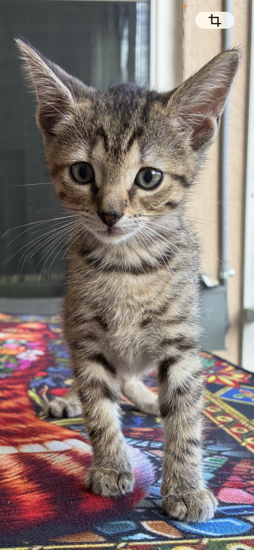 Amore, an adoptable Tabby in Orlando , FL