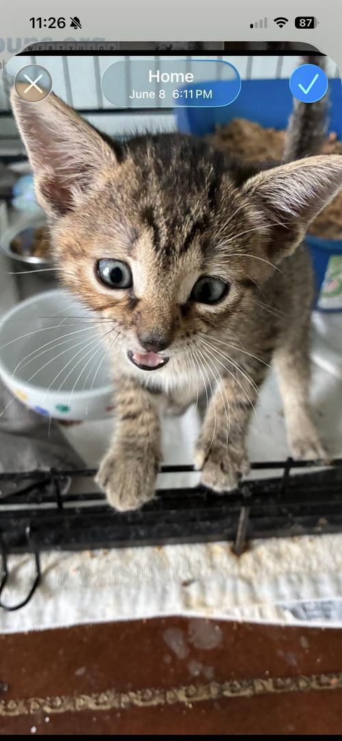 Saddle, Baby Tabby / Mixed (short coat), cat for adoption in Orlando , Florida
