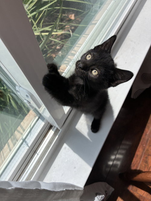 Puppy, an adoptable American Shorthair in Orlando , FL