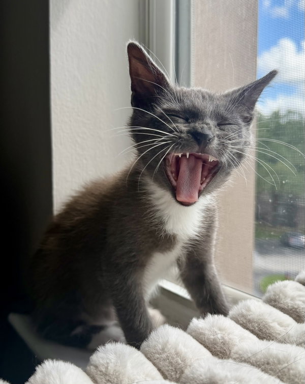 Smudge
