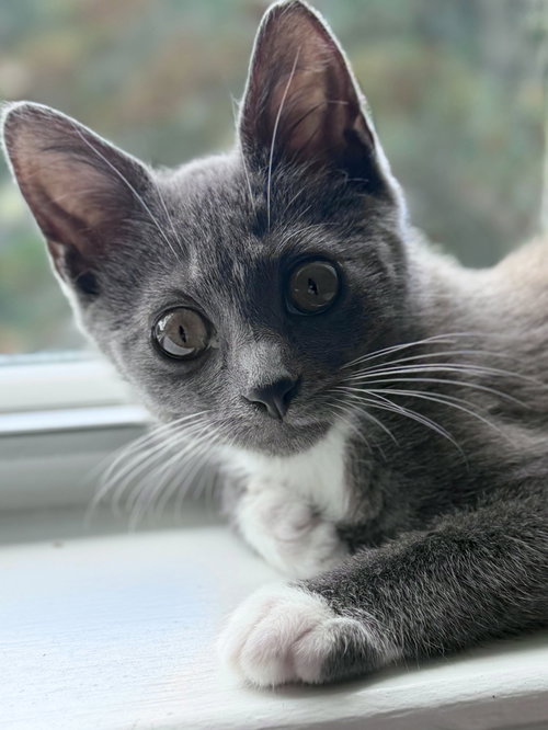 Smudge