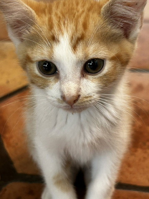 Jack