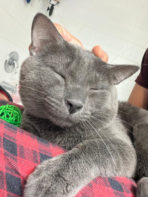Mr. Whiskers