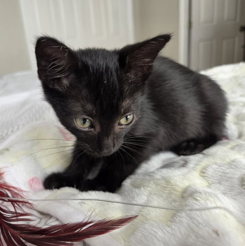 Captain Hastings, Baby Domestic Short Hair (short coat), cat for adoption in St. Cloud, Florida