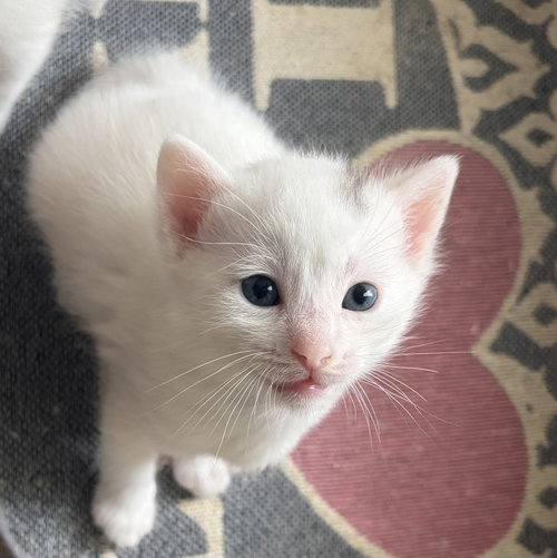 Axel