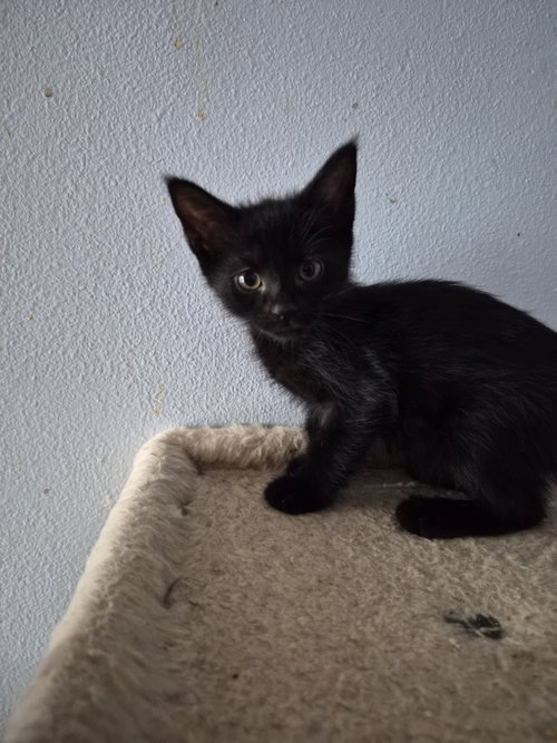 Ozzy („Oswald“)