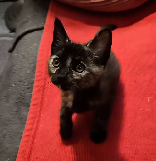 MOCHA