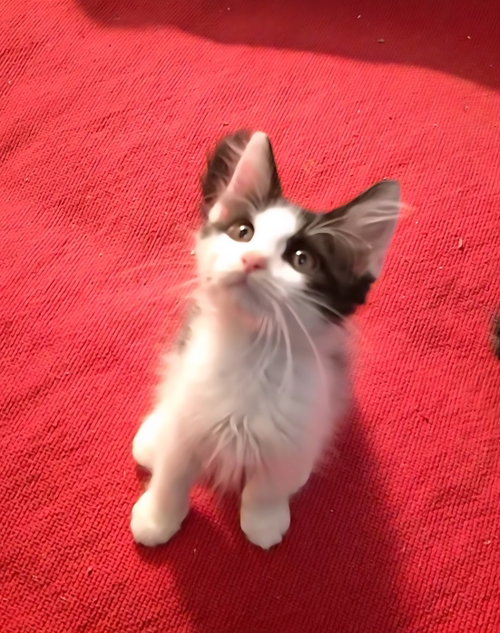 TONY