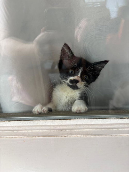 Norway, Baby Domestic Short Hair / Mixed (short coat), cat for adoption in Orlando , Florida