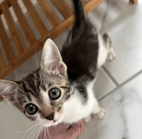 Nessie, Baby Tabby / Mixed, cat for adoption in St. Cloud, Florida