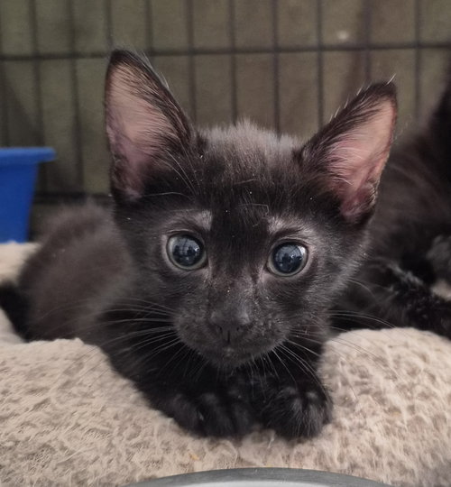 Mills, Baby Domestic Short Hair (short coat), cat for adoption in Orlando , Florida