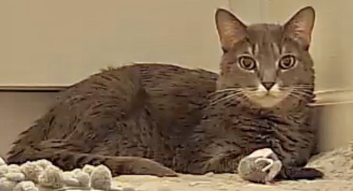 PiXiE, Adult Domestic Medium Hair (medium coat), cat for adoption in Orlando , Florida