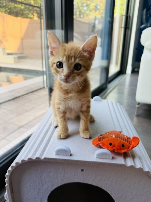 Fiesta, an adoptable Domestic Short Hair in Orlando , FL