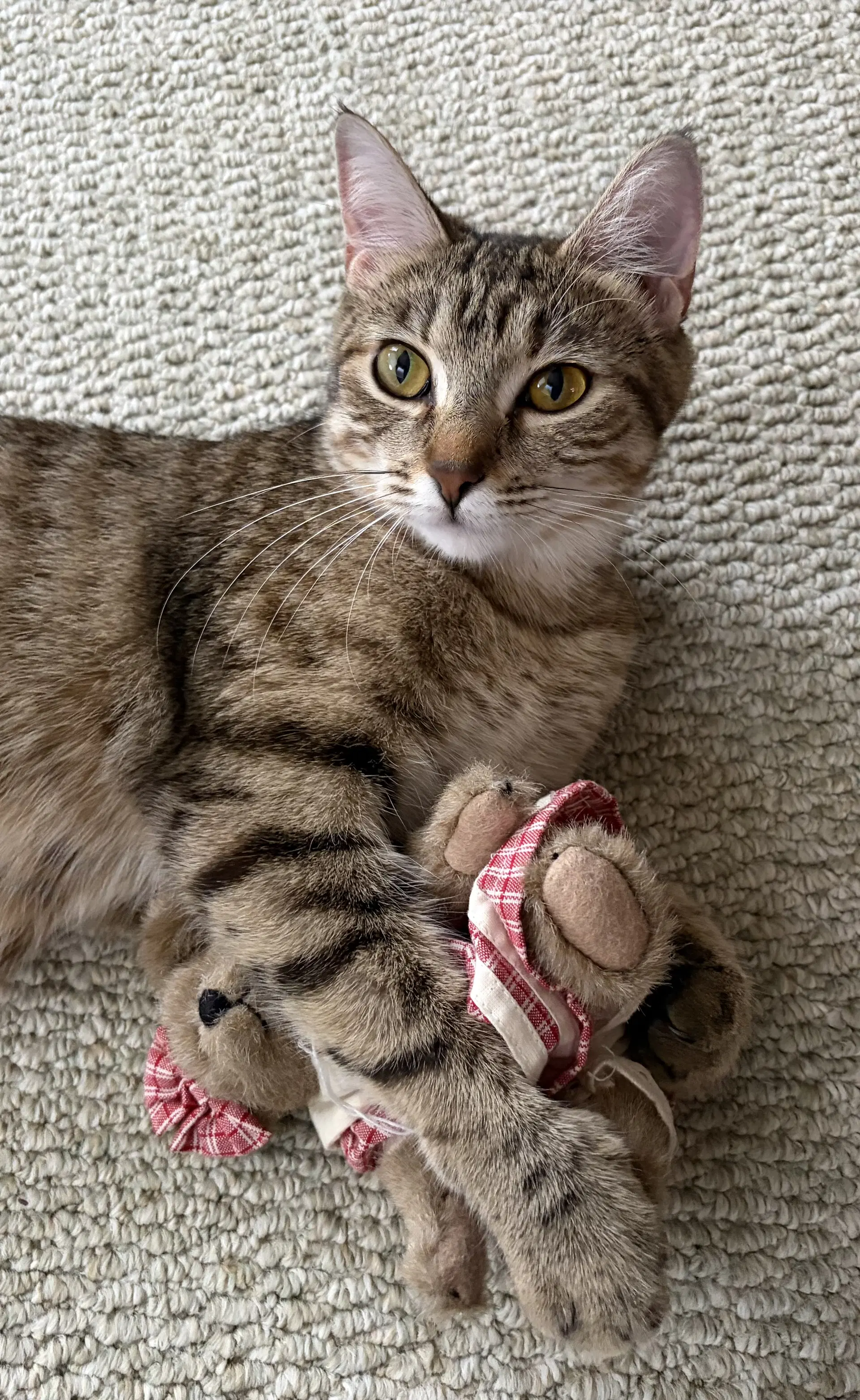 Kisha - American Shorthair